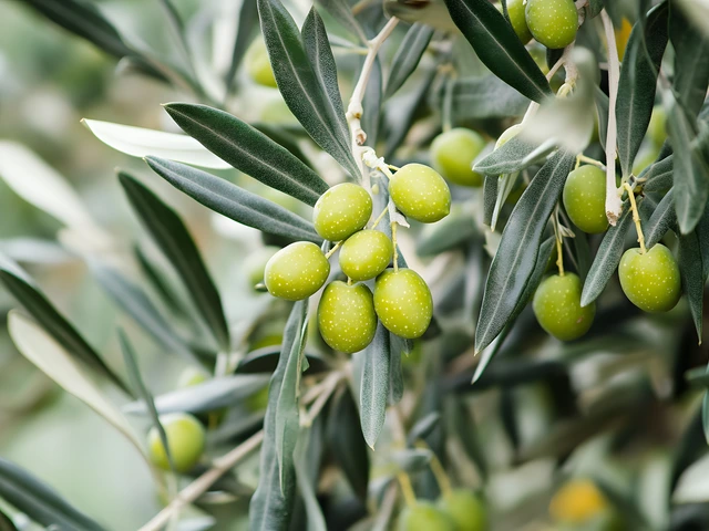 Close up photo of green olives on an olive tree branch
