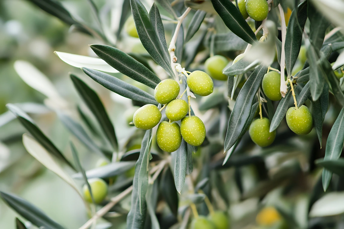 Close up photo of green olives on an olive tree branch