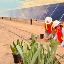 SALSA team members planting agave